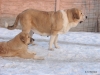 Filename=DSC07219.JPG
Filesize=172KiB
Dimensions=640x480
Date added=%420 %22, %2013 DSC07219.JPG