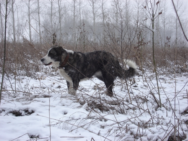 Keywords: snow nieve