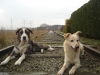 Filename=DSC04211.JPG
Filesize=870KiB
Dimensions=1632x1224
Date added=%695 %16, %2009 DSC04211.JPG