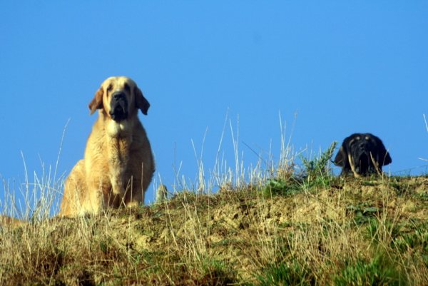 Serena y Girón
