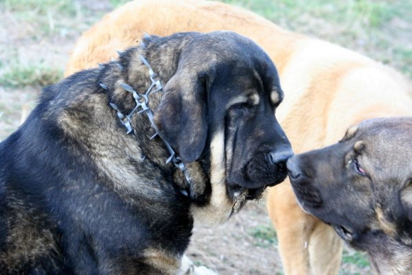 Girón y Brenda
