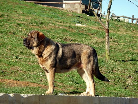 Salar de Abelgas  ( Karana de Abelgas X Sultan de Abelgas )
