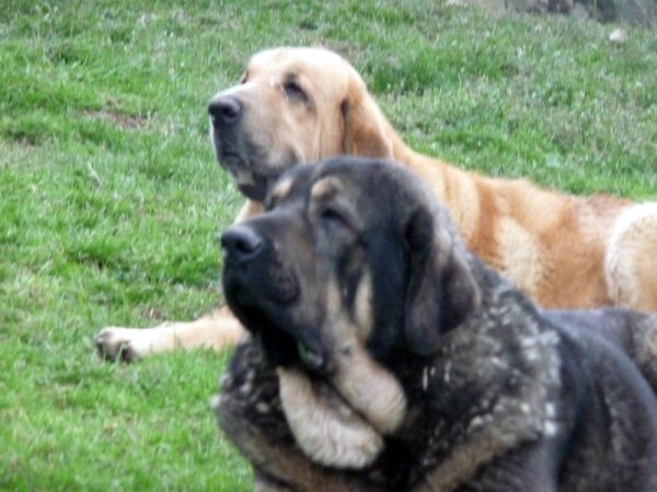 Girón de A Limia  y Serena de Reciecho
