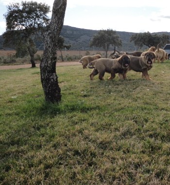 Connie y Carmela de Los Balancines
Keywords: balancines