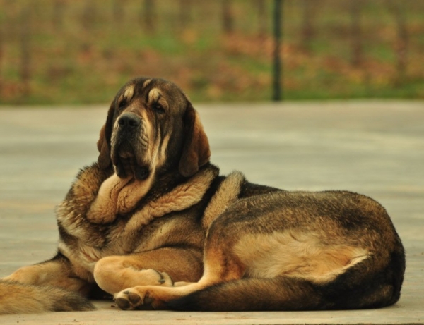 RIVA DE ANAISE (Mastín de Los Balancines)
Ch.Barco x Lola
Keywords: balancines