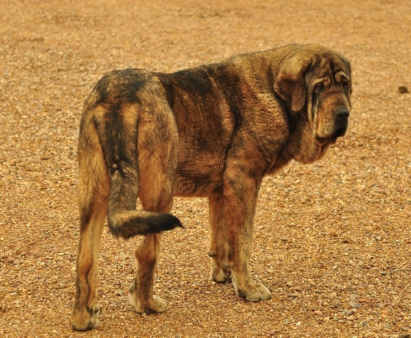 GRAMA DE ANAISE (Mastín de Los Balancines)
13 meses
Rondo de Buxionte x Boria
Keywords: balancines