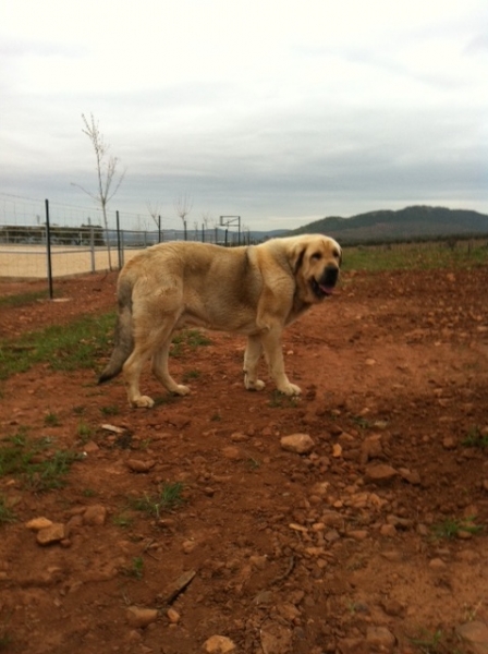 BELEÑO III DE MONTEJAEÑA (Mastín de Los Balancines)
Cinco años y medio
Keywords: balancines