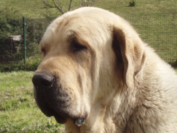 BELEÑO III DE MONTEJAEÑA (Mastín de Los Balancines)
(CH. Campanero de Campollano x CH.Seria IV de Montejaeña)
Keywords: balancines, extremadura