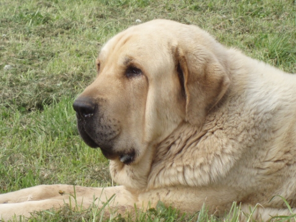 BELEÑO III DE MONTEJAEÑA (Mastín de Los Balancines)
(CH.Campanero de Campollano x CH.Seria IV de Montejaeña)
Keywords: balancines