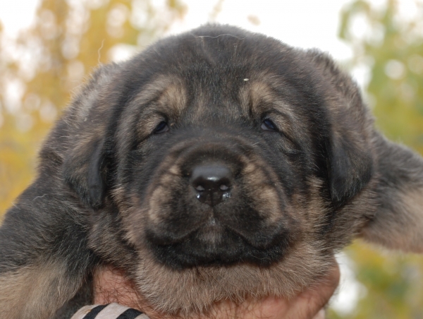 Cachorros de Los Balancines
Tres Semanas
Keywords: balancines