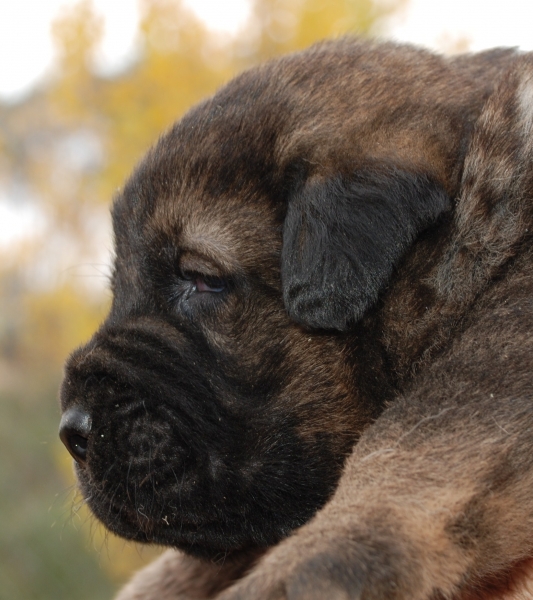 Cachorros de Los Balancines
Tres semanas
Keywords: balancines