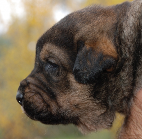 Cachorros de Los Balancines
Tres semanas
Keywords: balancines