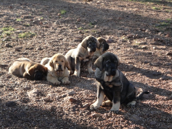 Cachorros de Los Balancines
Keywords: balancines