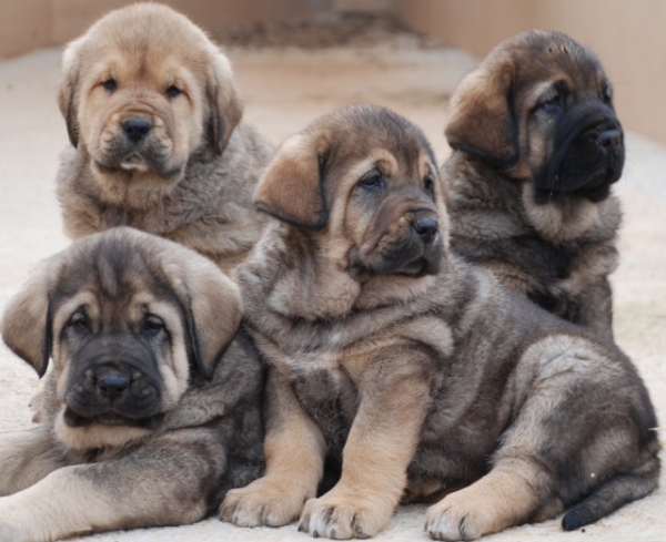 Cachorros de Los Balancines
Acaba de nacer la repetición de esta camada
Keywords: balancines