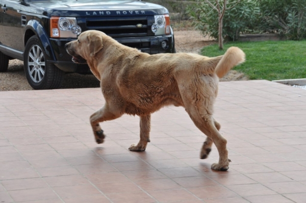 León Z Kraje Sokolu (Mastín de Los Balancines)
15 meses hijo de Basil 
Keywords: Balancines