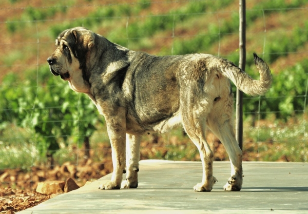 JIMENA (Mastín de Los Balancines)
(Boria x Rox)
Mastina de 4 años criada por José Rueda

Keywords: balancines