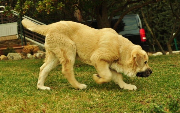 LEÓN Z KRAJE SOKOLU (Mastín de Los Balancines)
(ICh.Basil Mastifland x Chanel Zaark Mastibe)
4 meses
Keywords: balancines