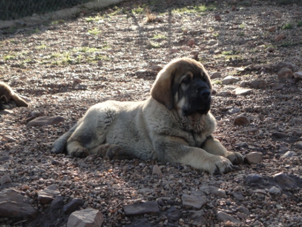 Lester de Los Balancines
Keywords: balancines