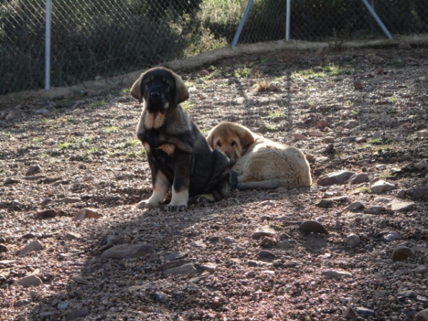 Omar y Bunk de Los Balancines
Keywords: balancines