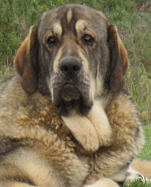 RIVA DE ANAISE (Mastín de Los Balancines)
(CH.Barco de Montes del Pardo x Lola)

Kľúčové slová: balancines, pollero, barco, extremadura,