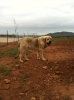 Filename=Beleño.jpg
Filesize=106KiB
Dimensions=478x640
Date added=%894 %28, %2011 Beleño.jpg