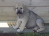 Filename=Boj_de_Anaise(55_dias).JPG
Filesize=159KiB
Dimensions=640x480
Date added=%412 %24, %2010 Boj_de_Anaise(55_dias).JPG