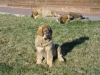 Filename=Lester.JPG
Filesize=155KiB
Dimensions=640x480
Date added=%670 %08, %2012 Lester.JPG