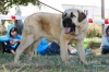 Filename=Hommer_de_Tsaciana,11_meses.jpg
Filesize=150KiB
Dimensions=960x640
Date added=%871 %04, %2012 Hommer_de_Tsaciana,11_meses.jpg