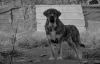 Filename=Lucero_de_Tsaciana(11meses).jpg
Filesize=91KiB
Dimensions=960x623
Date added=%872 %04, %2012 Lucero_de_Tsaciana(11meses).jpg