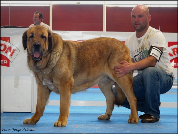 Ch. Brisa de Filandón
(Dumbo de Reciecho x Troya de Buxionte)
Criador y propietario: Jose Manuel Monco (Filandón)
Keywords: 2010 filandon