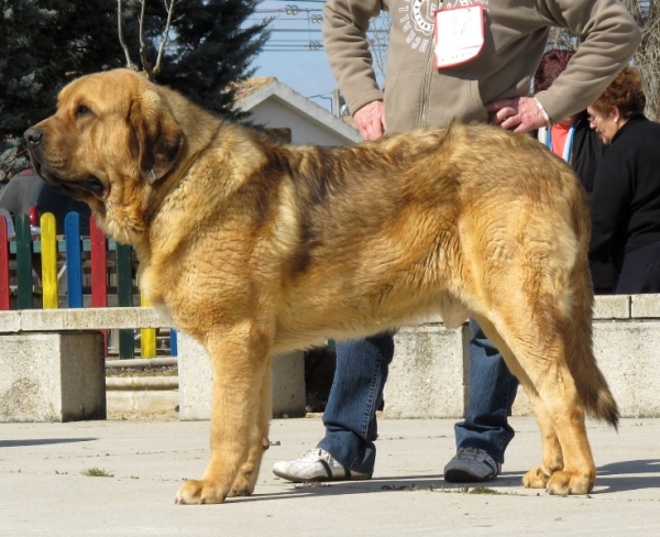 Roco de Autocan, excelente segundo en la clase Intermedia machos de Viana 2010
(Chico de Autocan x Bella de Autocan)
Keywords: roco autocan viana intermedia machos bella chico 2010