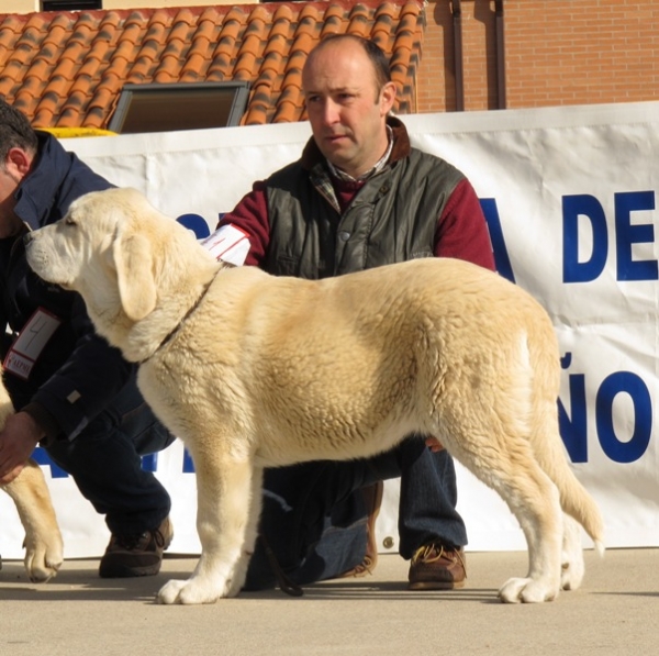 Roadshow de Lunava
Muy bueno tercero en la clase muy cachorros machos de Viana
Keywords: cachorro lunava viana 2010