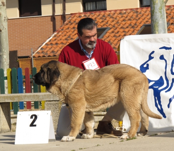 Orestes de Duelos y Quebrantos
Muy bueno segundo en la clase muy cachorros machos de Viana
Keywords: cachorro duelosyquebrantos viana 2010