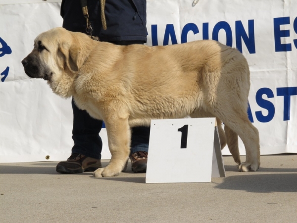 Mejor muy cachorro, Cueto de Tierra de Órbigo
Afijo Tierras de Órbigo
Keywords: cachorro tierras de Ã³rbigo viana 2010