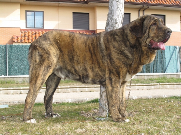 Tigre de Buxionte
(Surco de Fuentemimbre x Candela de Buxionte)
Criador y propietario: Basilio Gago
الكلمات الإستدلالية(لتسهيل البحث): tigre buxionte viana atigrado intermedia 2010