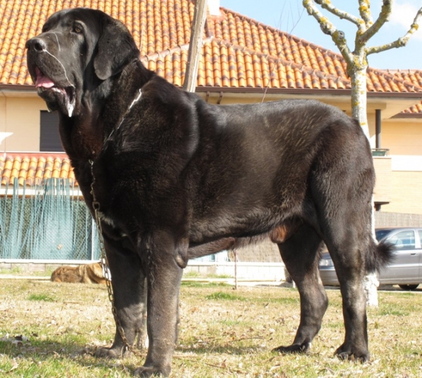 Blai del Cerro del Viento
(Carbonero de Fuentemimbre x Loba del Cerro del Viento)
Keywords: blai viana negro sabas cerro del viento 2010