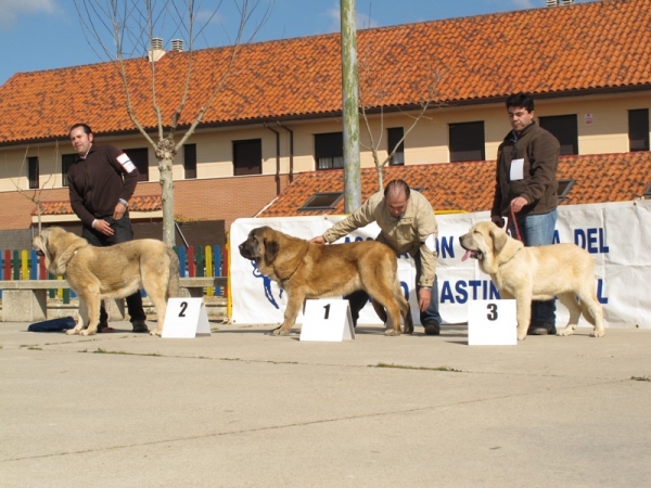 Cachorros machos Viana 2010
Mejores cachorros machos de el concurso de Viana de Cega 2010
Keywords: cachorros machos viana 2010