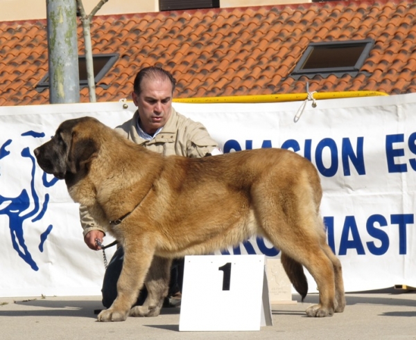 Nerón de Muxa, mejor cachorro de Viana 2010
(Cap. Bardo de la Salombra x Tita de Cueto Negro)
Keywords: nerÃ³n bardo tita muxa 2010