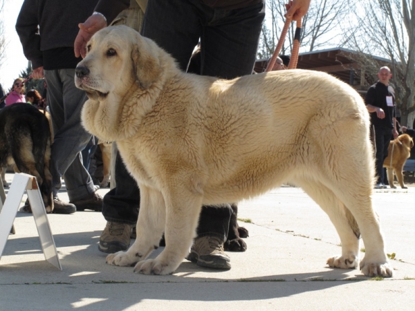 Cachorra hembra de Altos de Valdearazo
Cachorra hembra en la exposición de Viana
Keywords: cachorra vulcano fuentemimbre altos valdearazo viana 2010