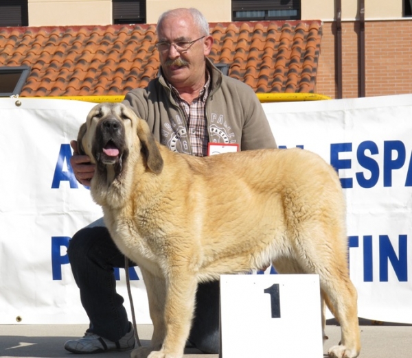 Bimba de Autocan
Mejor cachorro hembra de Viana 2010
Keywords: bimba autocan viana cachorra 2010