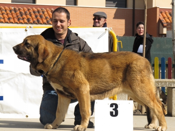 Tremaya de Fuentemimbre
Tercera en la clase cachorros hembras
(Moroco de Fuentemimbre x Celsa de Fuentemimbre)
Keywords: tremaya fuentemimbre viana 2010