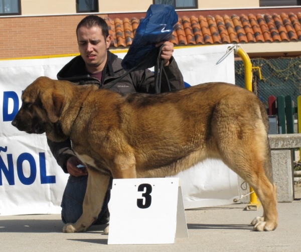 Tremaya de Fuentemimbre
Muy buena tercera en la clase cachorros hembras
(Moroco de Fuentemimbre x Celsa de Fuentemimbe)
Keywords: tremaya 2010