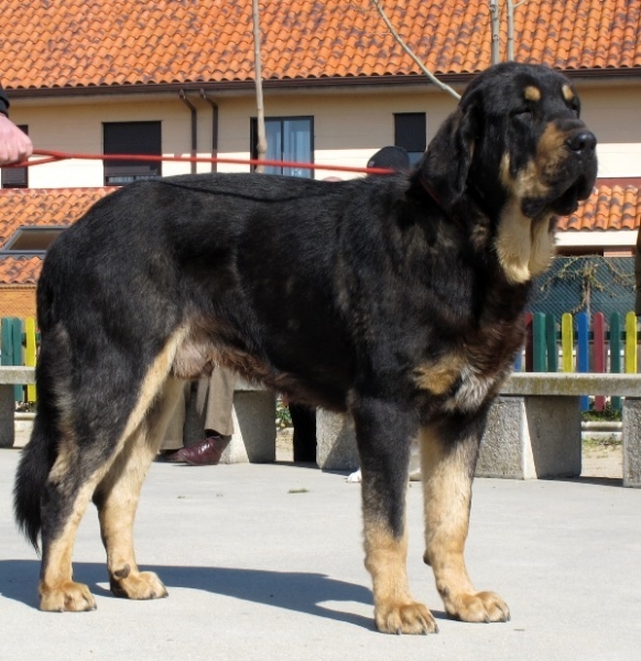 Pizarro de los Piscardos
Excelente 4 en la clase Jóvenes machos de Viana de Cega 2010
(Ringo de Reciecho x Luna de los Piscardos)
Keywords: pizarro luna reciecho piscardos viana 2010