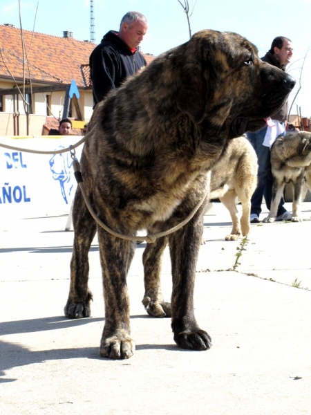 Jonas de Duelos y Quebrantos
Excelente 2 en la clase jóvenes machos
(Iker de Fonteferra X Amalia de Duelos y Quebrantos)
Keywords: jonas duelos y quebrantos atigrado viana iker amalia 2010