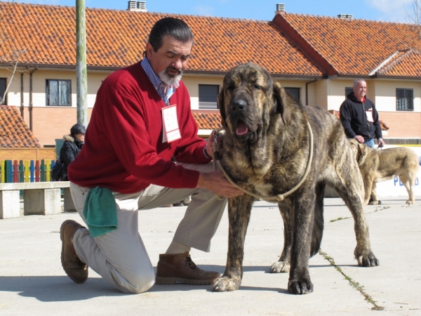 Jonas de Duelos y Quebrantos
Segundo en Jóvenes machos en Viana de Cega 2010 y una de las futuras promesas de la raza
(Iker de Fonteferra x Amalia de Duelos y Quebrantos)
Keywords: jonas duelos quebrantos atigrado viana 2010