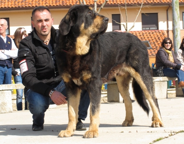 Pizarro de los Piscardos
(Ringo de Reciecho x Luna de los Piscardos)
Keywords: pizarro luna reciecho piscardos viana