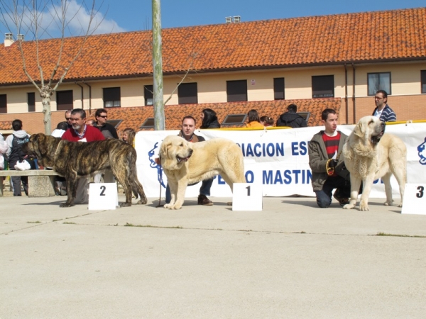 Jóvenes machos de Viana 2010
Excelente 1: Trujillo de Montes Pravianos
Excelente 2: Jonas e Duelos y Quebrantos
Excelente 3: Bach de Muxa
Keywords: duelos y quebrantos montes pravianos muxa jonas trujillo bach