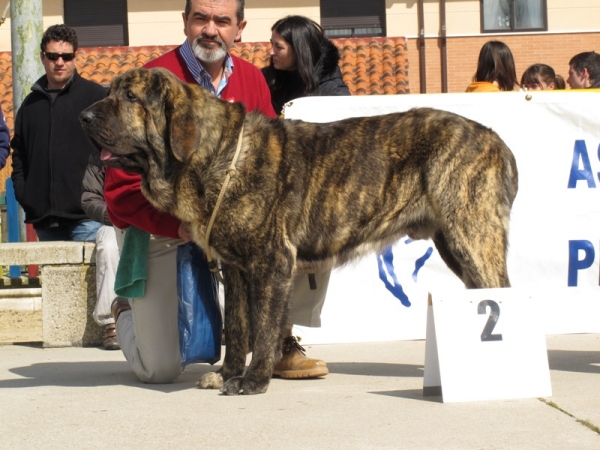 Jonas de Duelos y Quebrantos
Excelente segundo en la clase jóvenes machos de Viana 2010
(Iker de Fonteferra x Amalia de Duelos y Quebrantos)
Keywords: jonas duelos y quebrantos atigrado viana iker amalia fonteferra 2010