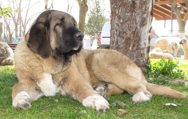 Cachorro Duelos y Quebrantos en Viana 2010
Võtmesõnad: cachorro duelosyquebrantos viana 2010