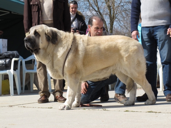 CH. Bardo de la Salombra recogiendo el premio del campeonato 2009. Subcampeón 2009 de la AEPME
(CH. Sansón x Telma de Campollano)
Keywords: bardo salombra viana premios 2010